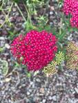 Plant name: Saucy Seduction Yarrow Achillea millefolium 